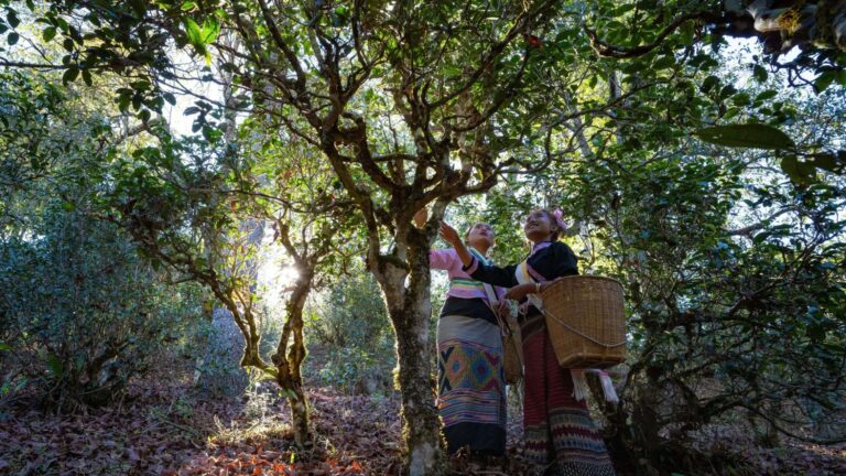 what is the indian legend regarding the discovery of tea