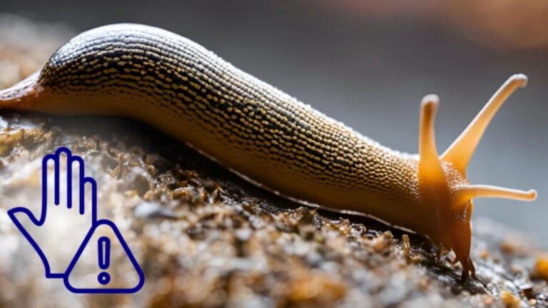 how do you get rid of slugs indoors